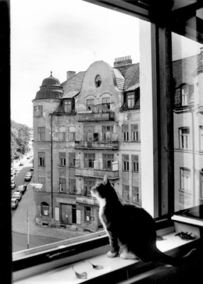 Katt i fönster i hus på Södra Parkgatan i Malmö